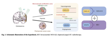 Schematische Darstellung zweier räumlich getrennter Revaskularisierungswege im Glioblastom nach Strahlentherapie: VEGFA-getriebene Angiogenese und CXCL12-getriebene Vaskulogenese mit den jeweiligen Inhibitoren.